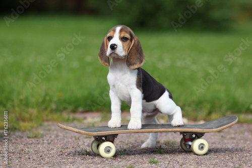 Cute little beagle puppy on a skateboard