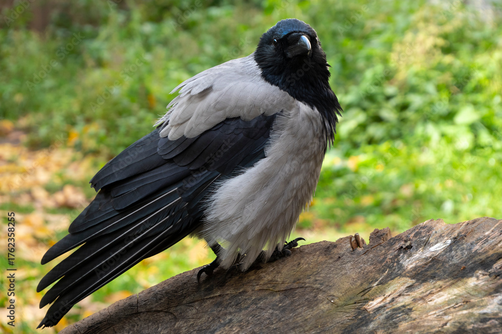 Fototapeta premium A gray crow communicates with a person.