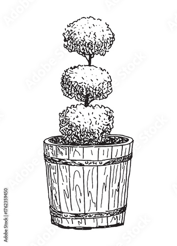 Decorative small deciduous tree in flower pot, hand drawn vector illustration isolated on white