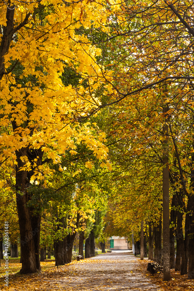 Naklejka premium Autumn path lined with vibrant yellow and golden trees in a tranquil park setting