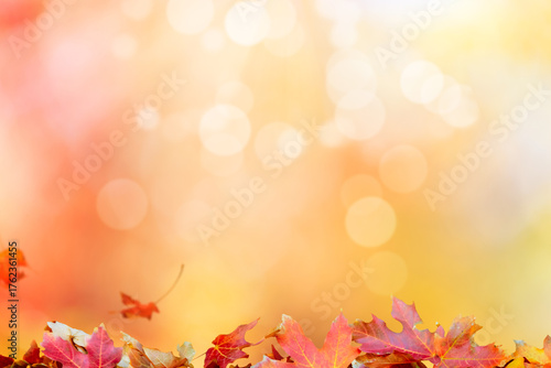 Autumn leaves background texture fall season maple leaf colorful bokeh effect orange yellow abstract design