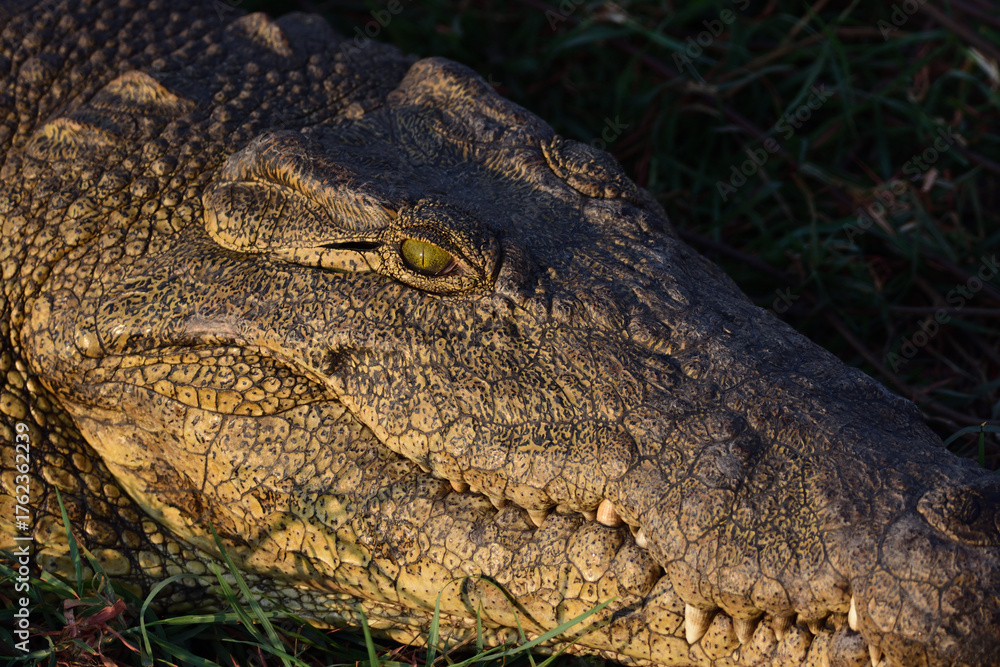 Obraz premium Close-up Nile Crocodile