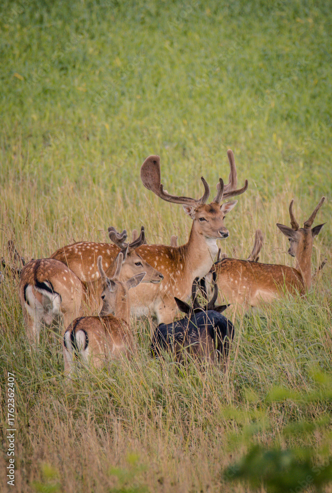 Obraz premium deer in the woods