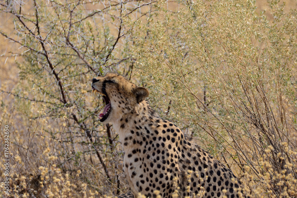 Naklejka premium Yawning Cheetah