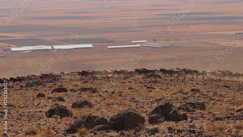 wild horses 