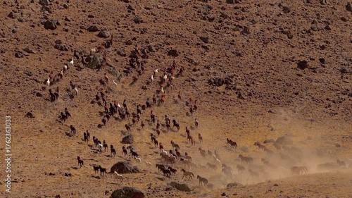 wild horses 