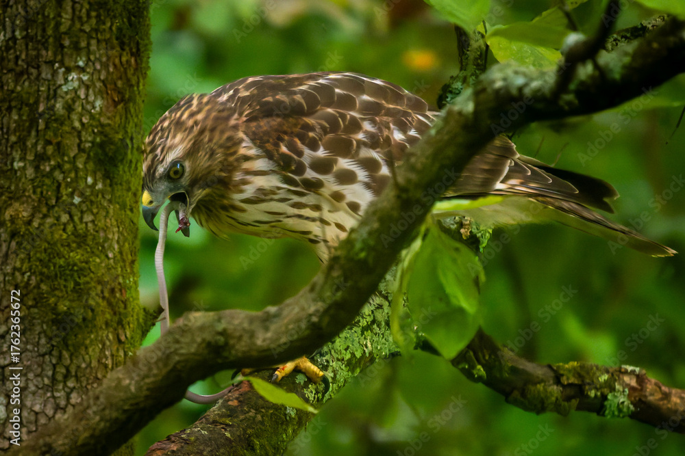 Obraz premium Red-shouldered Hawk Eating Dekay Brown Snake