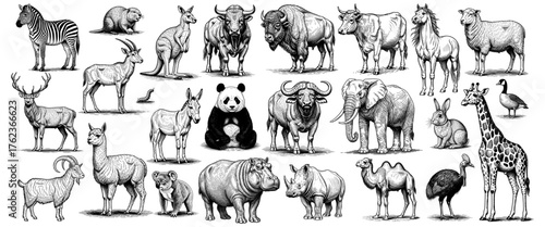 Detailed black and white illustration of various wild and domestic animals, drawn in vintage engraving style, perfect for educational or artistic use.