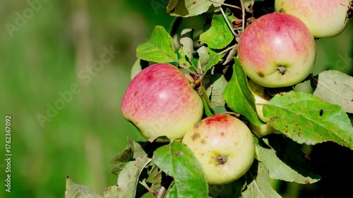 Many ripe apples hang on the tree, red, yellow, and golden. Varieties include Malinovsky, Golden, Renetta, and Philippa. Close-up of the fruits on the branch.