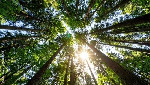 Fototapeta Naklejka Na Ścianę i Meble -  Looking upward through a sunlit forest canopy symbolizing sustainability, natural preservation, eco-awareness, and global green initiatives