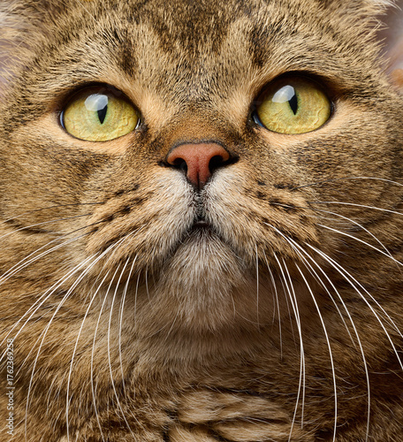 Face of a gray, short-haired, straight-eared cat with large yellow-green eyes