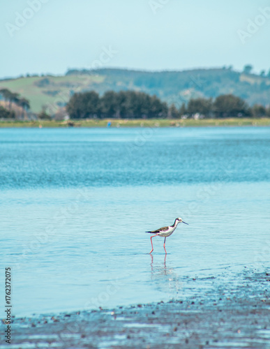 Tableau sur toile AVES