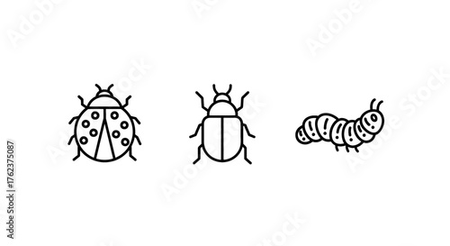 Simple line art icons of a ladybug, beetle, and caterpillar on a white background