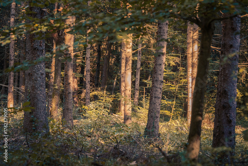 The beautiful forest landscape of Montiggl in Eppan in South Tyrol, Italy