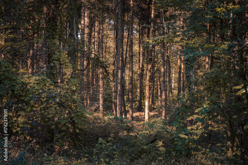 The beautiful forest landscape of Montiggl in Eppan in South Tyrol, Italy