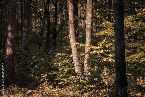 The beautiful forest landscape of Montiggl in Eppan in South Tyrol, Italy