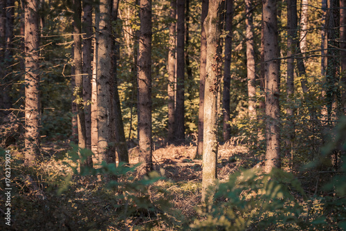 The beautiful forest landscape of Montiggl in Eppan in South Tyrol, Italy