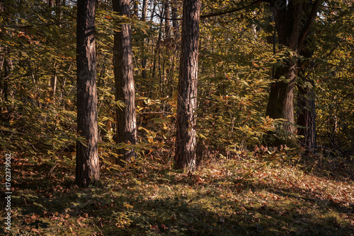 The beautiful forest landscape of Montiggl in Eppan in South Tyrol, Italy