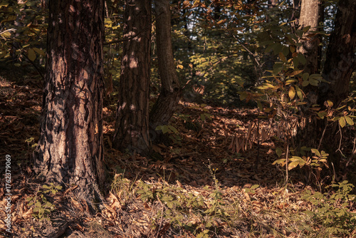 The beautiful forest landscape of Montiggl in Eppan in South Tyrol, Italy