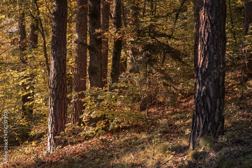 The beautiful forest landscape of Montiggl in Eppan in South Tyrol, Italy
