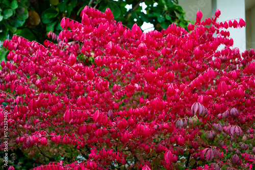 Red Burning bush Euonymus alatus Compactus tree in the garden among green trees