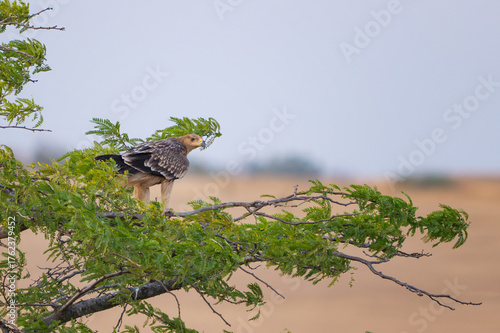 Eastern imperial eagle Aquila heliaca. Wildlife animal.