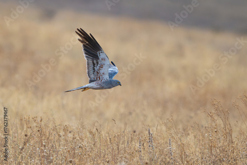 Montagu's Harrier Circus pygargus flying in the wild.