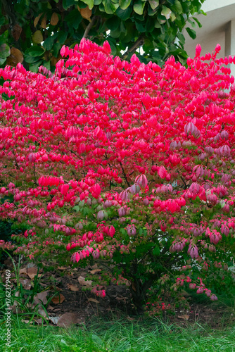 Red Burning bush Euonymus alatus Compactus tree in the garden among green trees