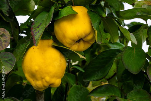 Photos Quince Cydonia Malinae subtribe of the Rosaceae family aromatic bright golden-ye