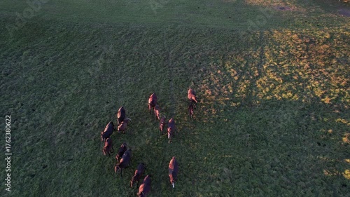 HORSES IN THE MEADOW