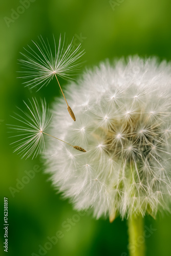 Close-up of dandelion seeds floating in the breeze