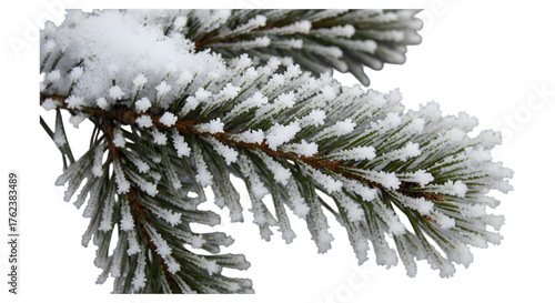 Snow covered pine branch isolated on transparent background for winter scene