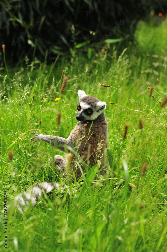 Fototapeta premium Ringtailed lemur is playing in grass
