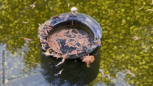 skimmer in a garden pond sucks debris from the surface of the pond