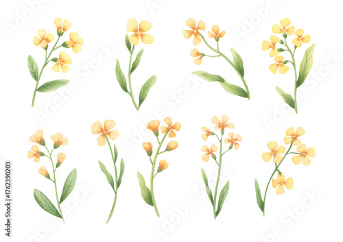 Watercolor painting of yellow rapeseed blossoms with green leaves