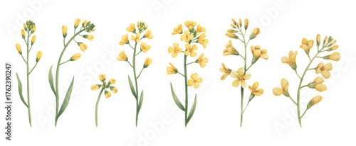 Watercolor painting of yellow rapeseed blossoms with green leaves