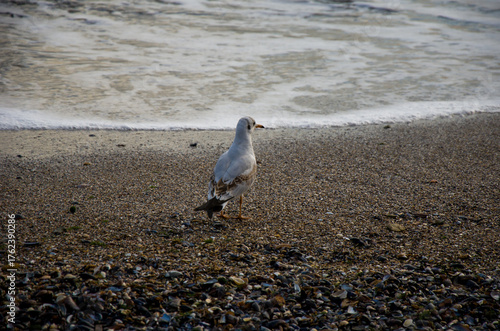 Coastal Seagull on Shell-Covered Beach Watching the Incoming Wave