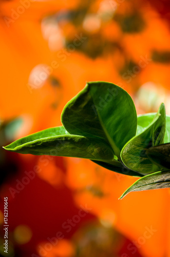 Striking Green Leaves against a Bright Orange and Red Bokeh Background