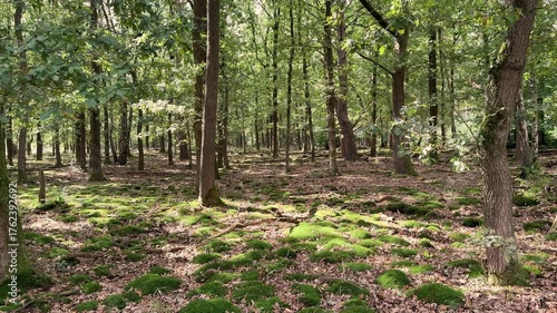 Vibrant green moss carpets the forest floor, creating a serene and natural woodland scene. Sideways moving shot.