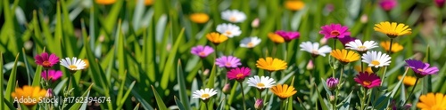 Vibrant wildflowers in full bloom paint a cheerful scene amidst lush green grass, a picturesque display of nature's artistry, floral, natural, colorful