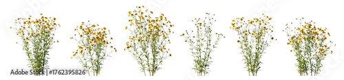 Coreopsis tinctoria yellow flowers isolated PNG on a transparent background premium cutout (plains coreopsis, garden, golden tickseed, or calliopsis)