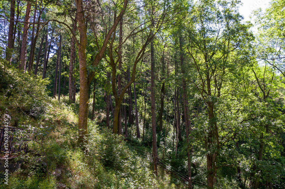Fototapeta premium Lush green mixed forest on a steep hillside bathed in bright sunlight