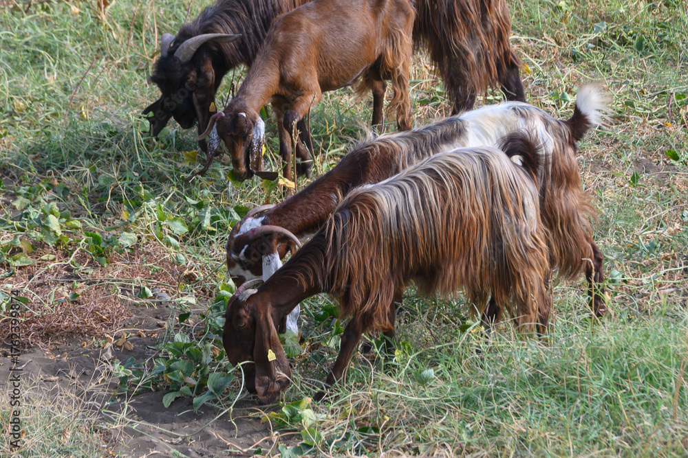 Fototapeta premium Black Long-Eared Sheep on Green Pasture in Cyprus