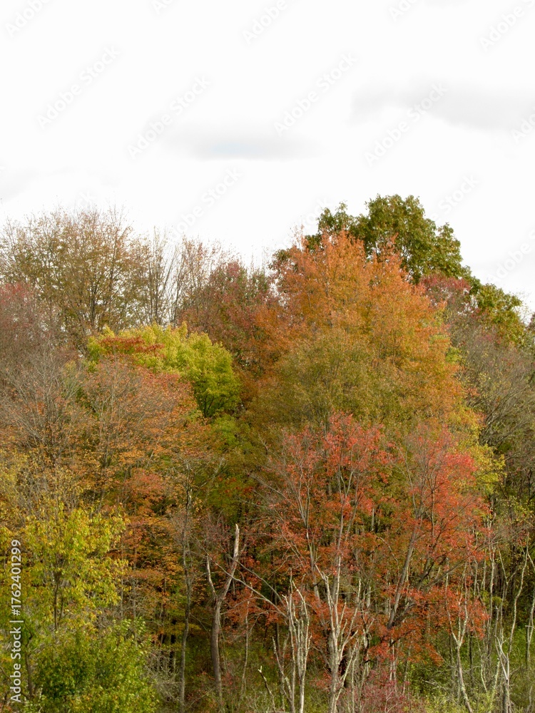 Fototapeta premium autumn in the forest