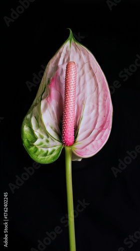 Pink anthurium flower blooming on black background