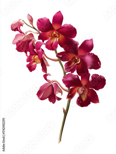 Pink orchid botanical illustration blooming isolated on white