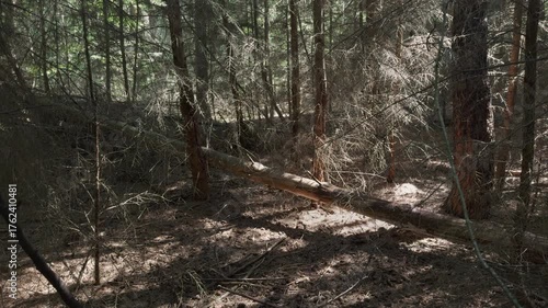 Sun-dappled forest with tall trees and a fallen log, creating a quiet, natural woodland scene with earthy tones and scattered needles. Sideways moving shot.