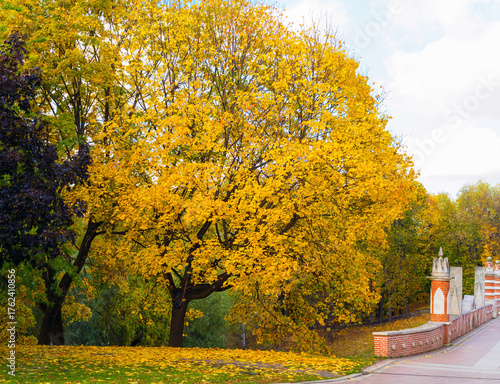 very bright and colorful foliage in the autumn park