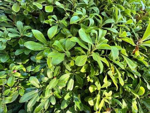 Wallpaper Mural Close-up of Pittosporum tobira, known as Japanese cheesewood, with glossy green leaves of ornamental evergreen shrub in natural sunlight. Torontodigital.ca