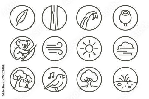 Eucalyptus Forest Icons. Line style round icons of eucalyptus forest: eucalyptus leaf, tall trunk, peeling bark, seed pod; koala